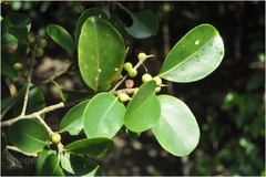 Ficus microcarpa